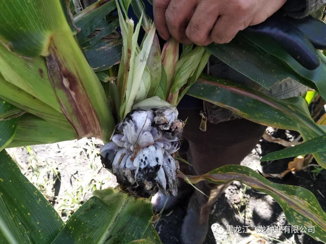 1640677730320672.jpg 9.jpg