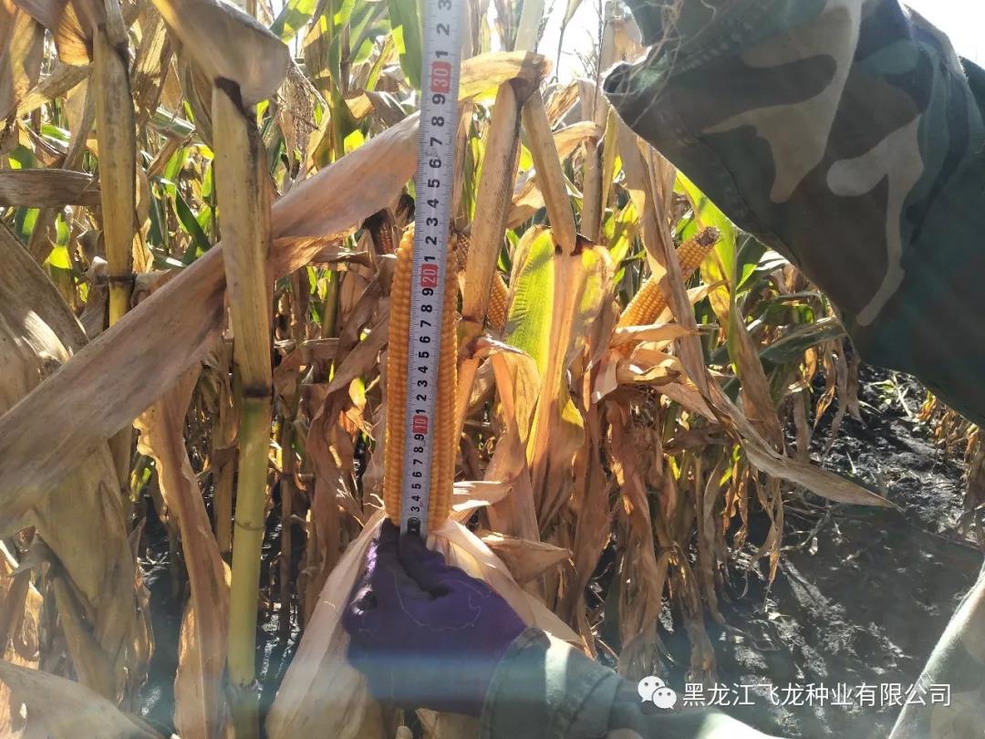 1640677808130386.jpg 12.jpg