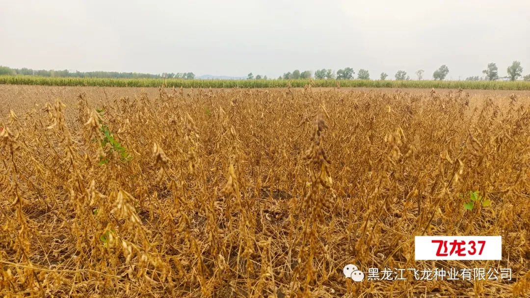 1673320945504547.jpg 6.jpg